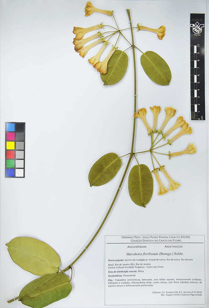 Marsdenia floribunda - exsicata