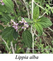 Lippia alba - prancha