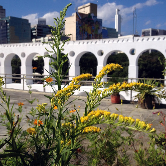 Solidago chilensis - Canto das Flores 4.jpg