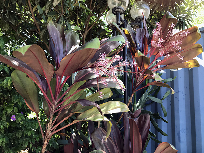 Cordyline fruticosa - Canto das Flores 4