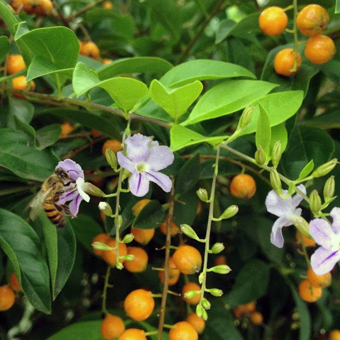Duranta erecta - Canto das Flores 4