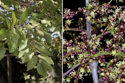 Myracrodruon urundeuva - Maurício Mercadante Myracrodruon urundeuva - Maurício Mercadante