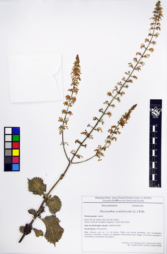 Plectranthus scutellarioides - exsicata