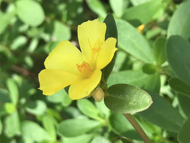 Portulaca umbraticola - Canto das Flores 7